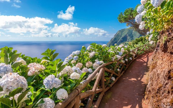Остров Сан Мигель Португалия цветы