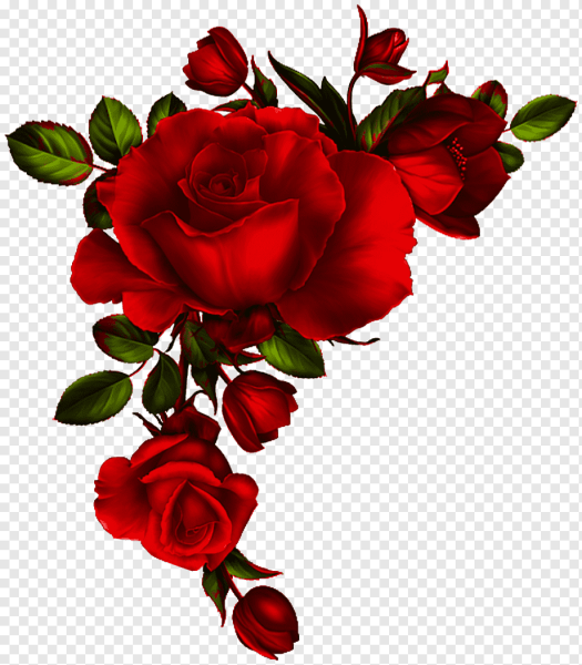 Красивые розы на прозрачном фоне