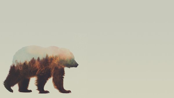 Медведь фон