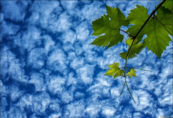 Листья на фоне неба