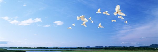 Мирное небо с птицами