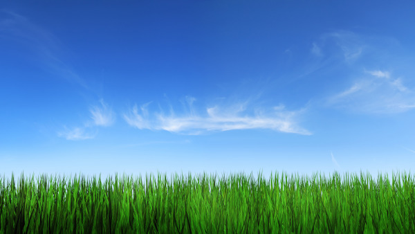 Фон трава и небо