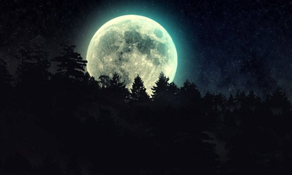Полная Луна над лесом