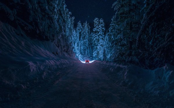Фон ночного леса зимой