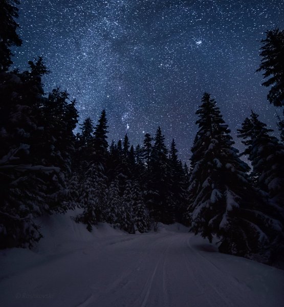 Ночной заснеженный лес