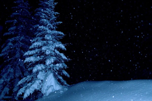 Елки в снегу ночью