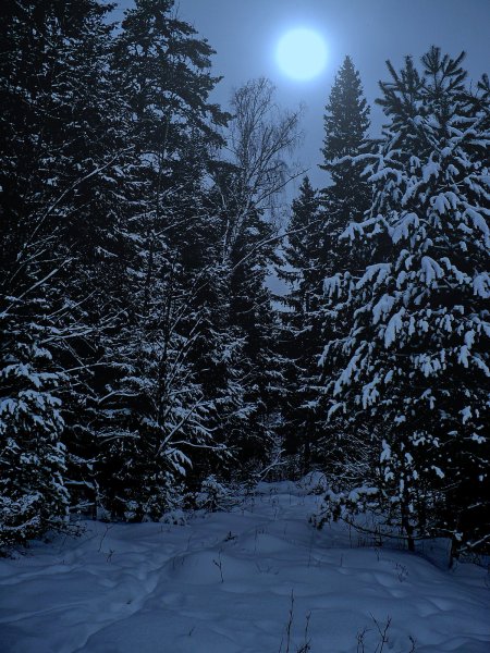 Зимний лес вечером