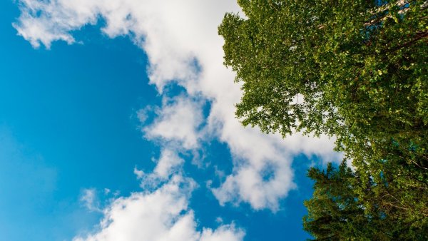 Голубое небо с деревьями