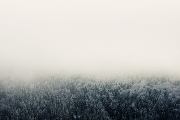 Лес небо туман