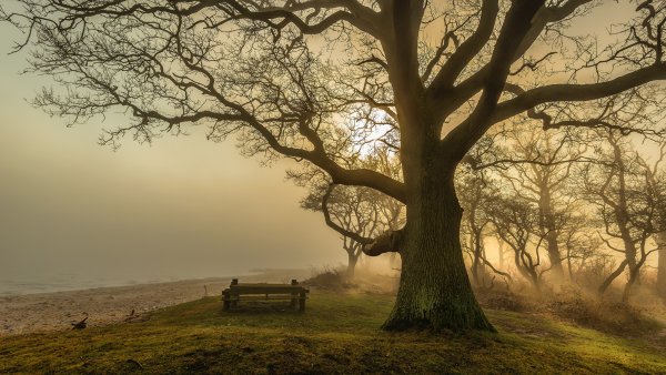 Пейзаж одинокое дерево