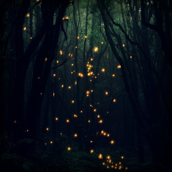Волшебный лес с огоньками