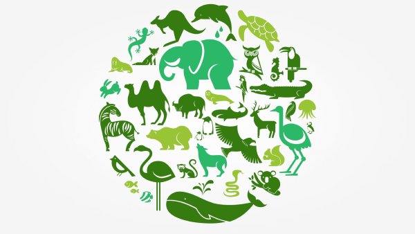 Биоразнообразие животных