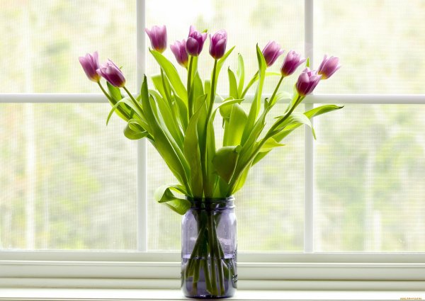 Тюльпаны на окне