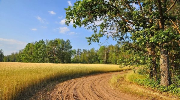 Рожь рожь дорога Полевая