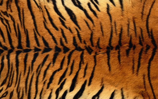 Тигровый принт