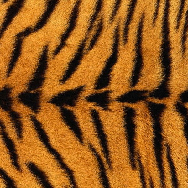 Шкура тигра