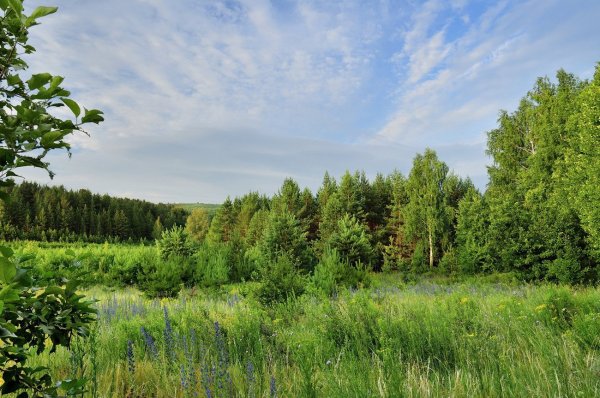 Серпухов Лужки Лесная опушка