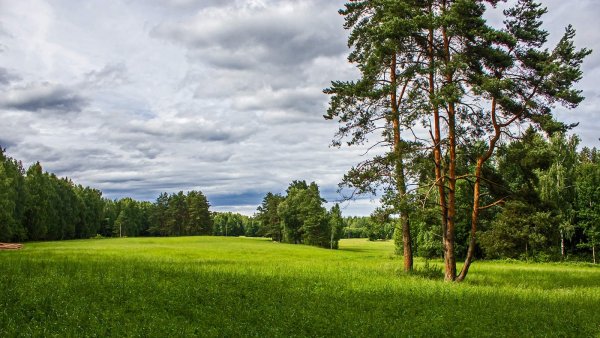 Лесная Поляна Ярославская область