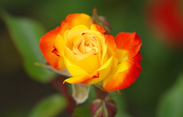 Оранжевые розы с красной каймой