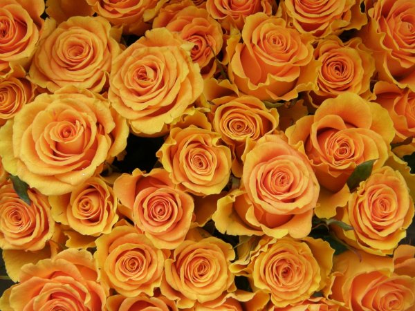 Цветы розы оранжевые