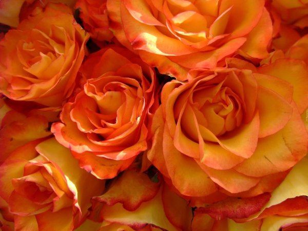 Персик-оранж сорт розы
