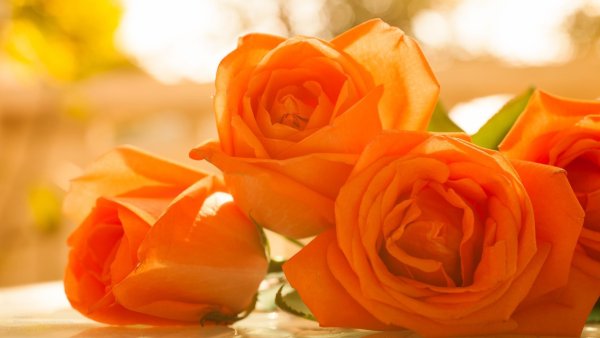 Желто оранжевые розы