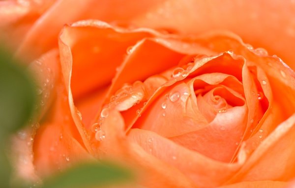 Фон оранжевые розы