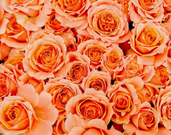 Розово оранжевые розы