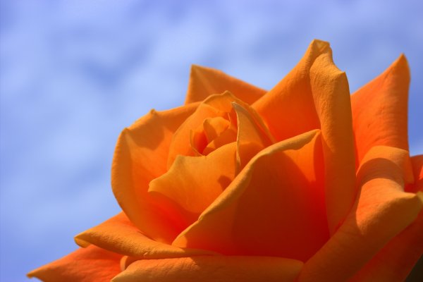 Цветы оранжевого цвета