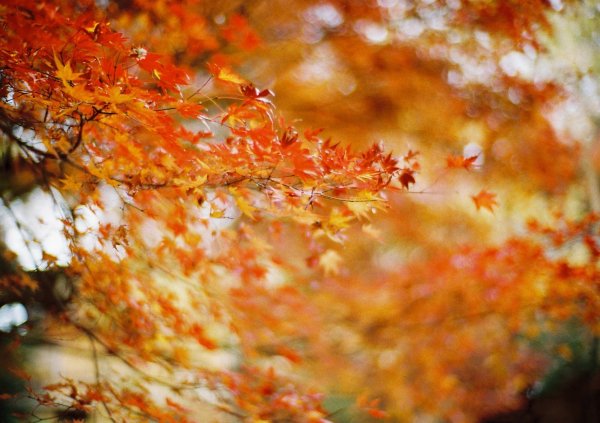 Осенний пейзаж размытый