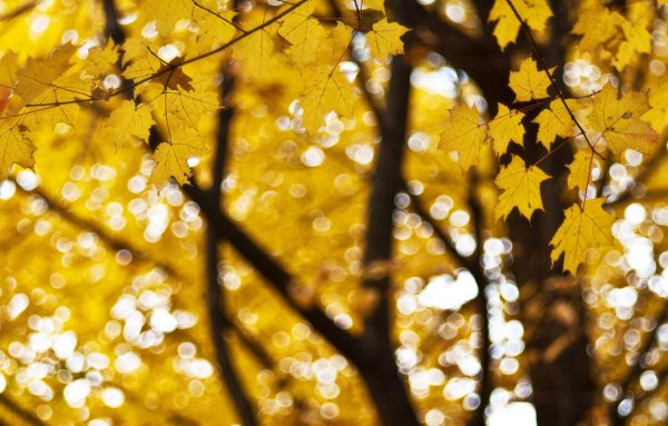 Осенние листья боке
