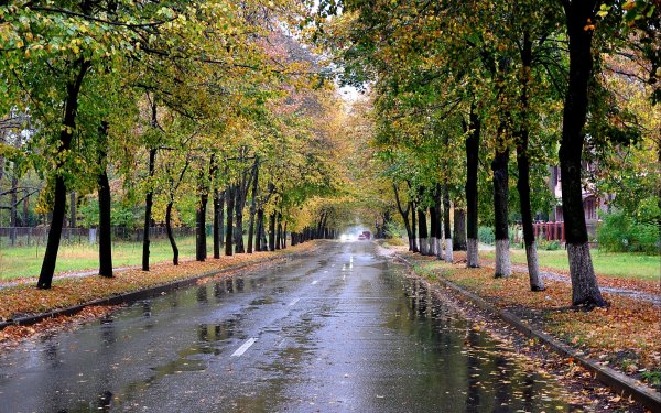 Дождь в осеннем парке