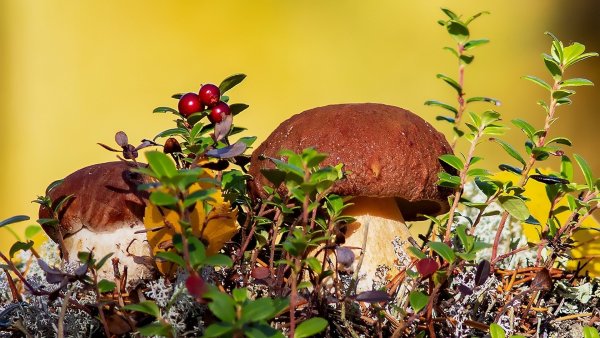 Фон осень грибы