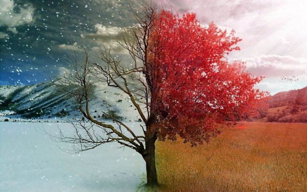 Деревья осенью и зимой