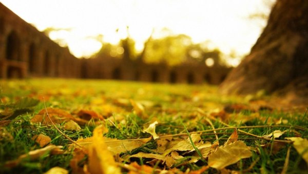 Фон осень листья на земле