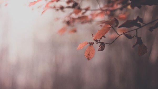 Осенний фон