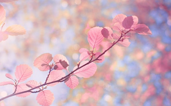 Розовая осень