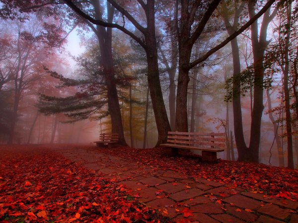 Осенний парк туман