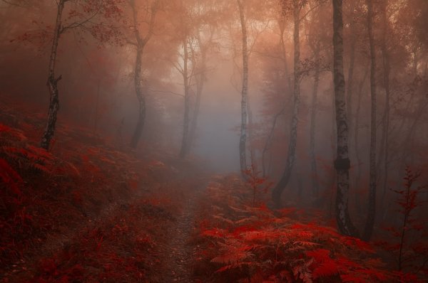 Туманный осенний лес