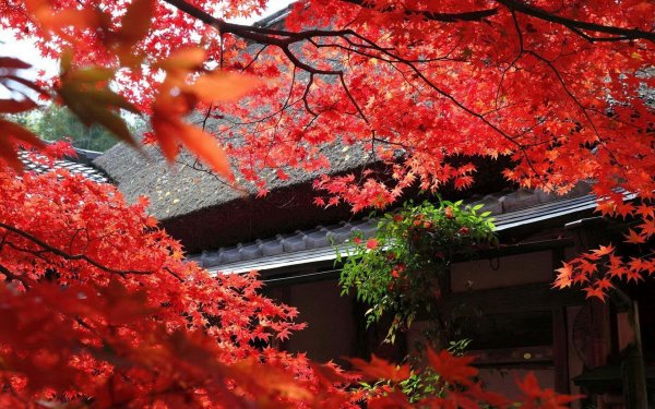 Фон осень в японии