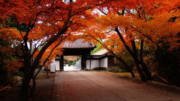 Осенняя Япония гинкго