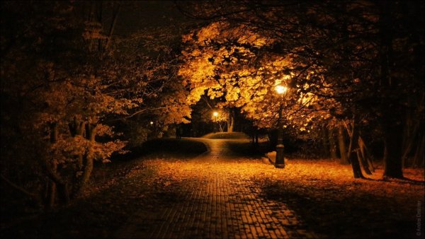 Парк осенью ночь