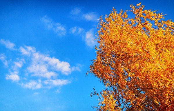 Голубое небо осенью