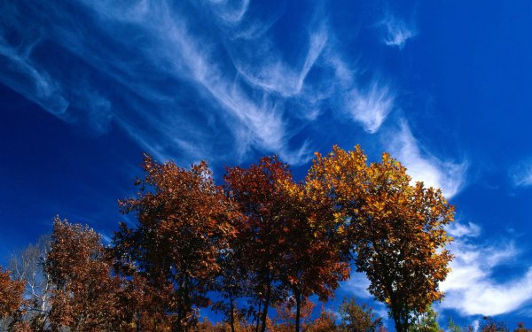 Осень голубое небо
