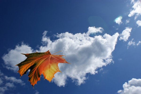 Листья на фоне неба