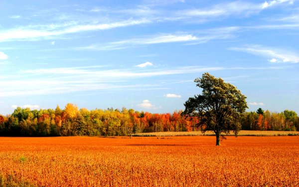 Осеннее поле