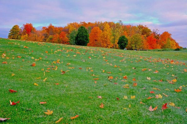 Осеннее поле