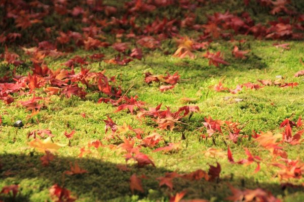 Осенняя трава в лесу
