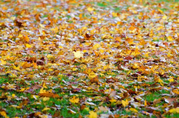 Осень листва на земле