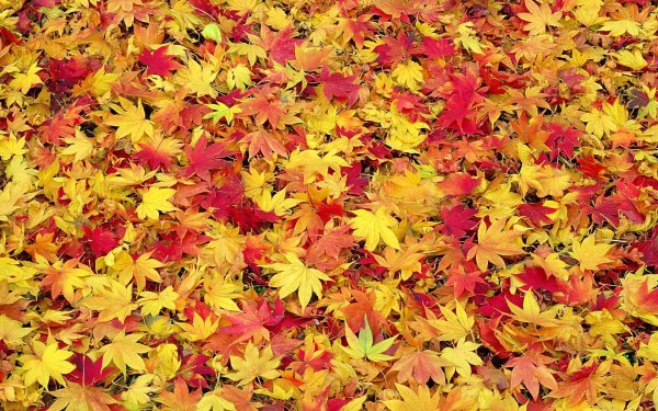 Фон листья осень